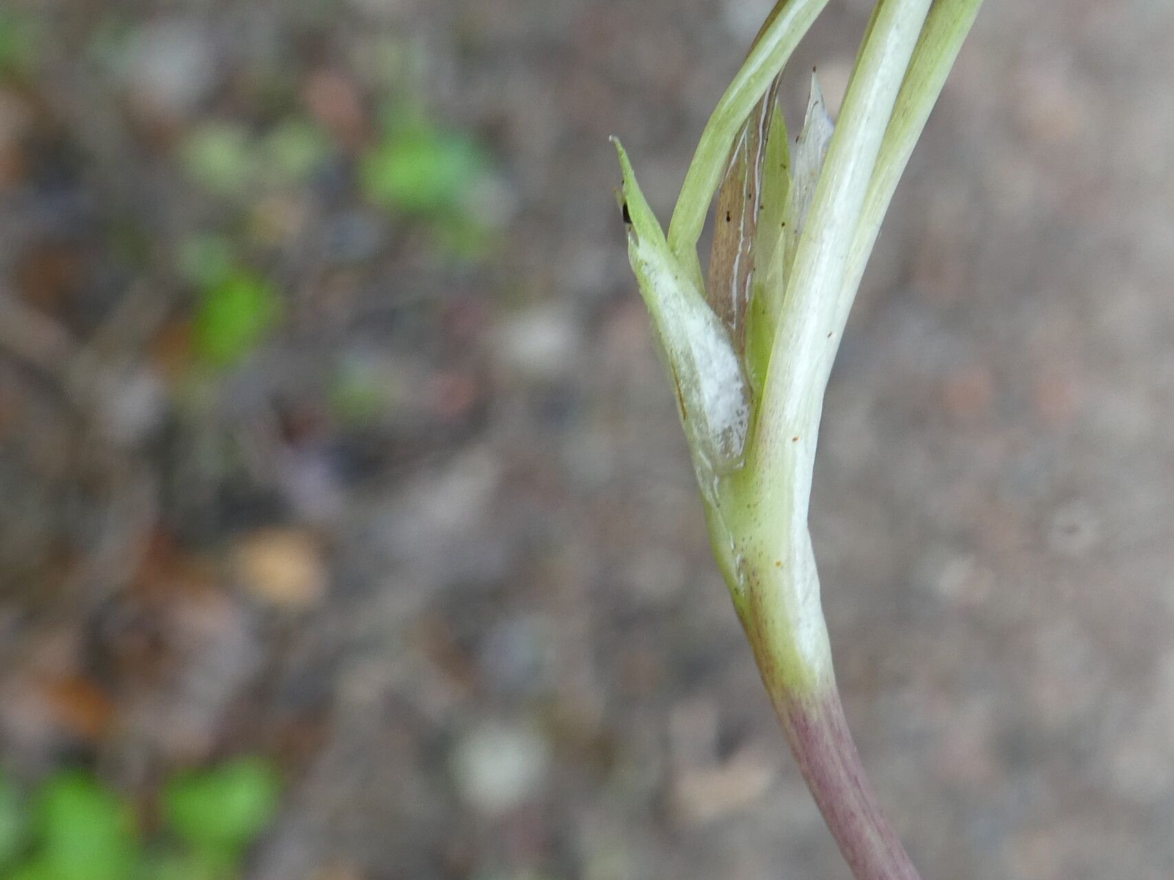 Viola willkommii bark