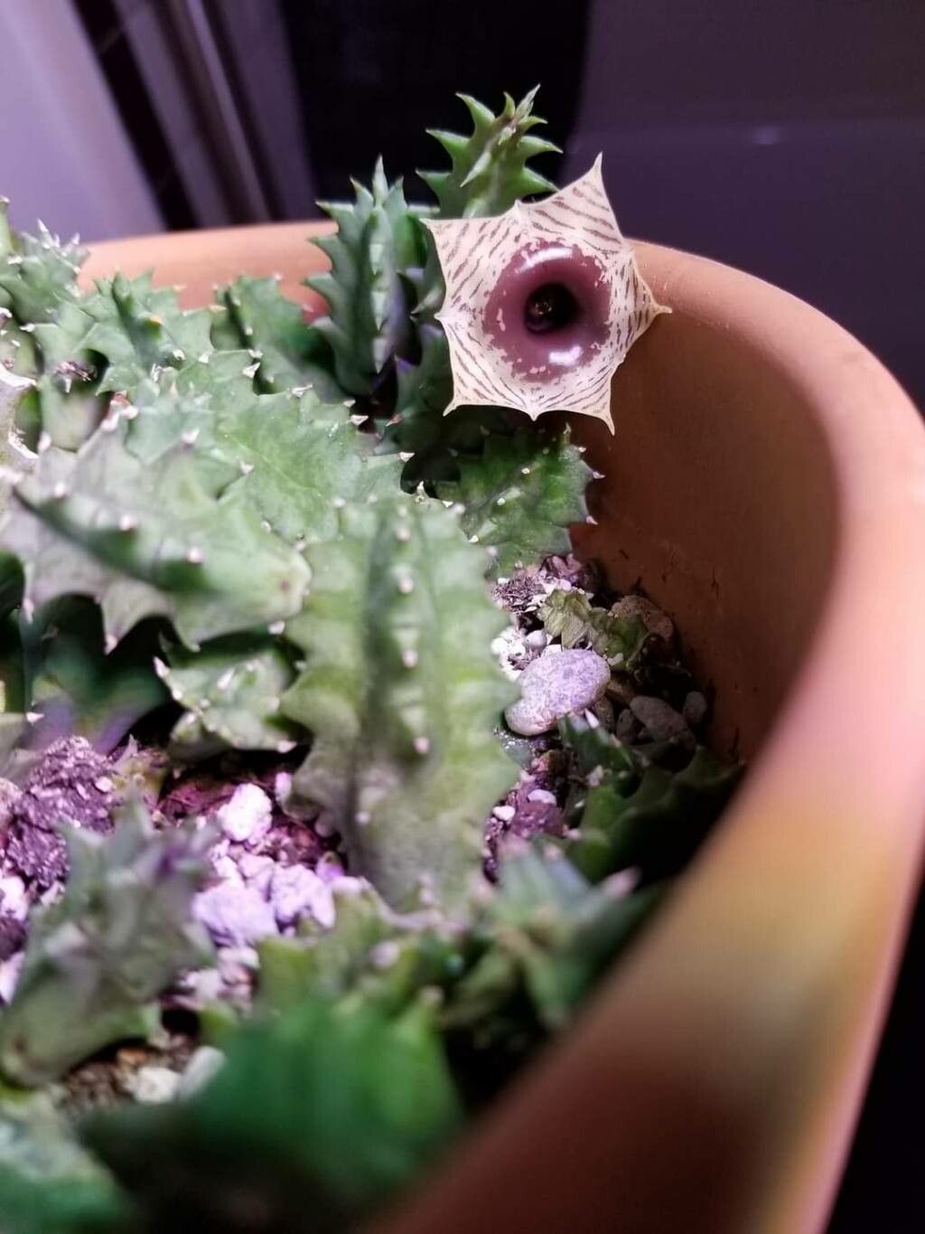 Huernia macrocarpa leaf