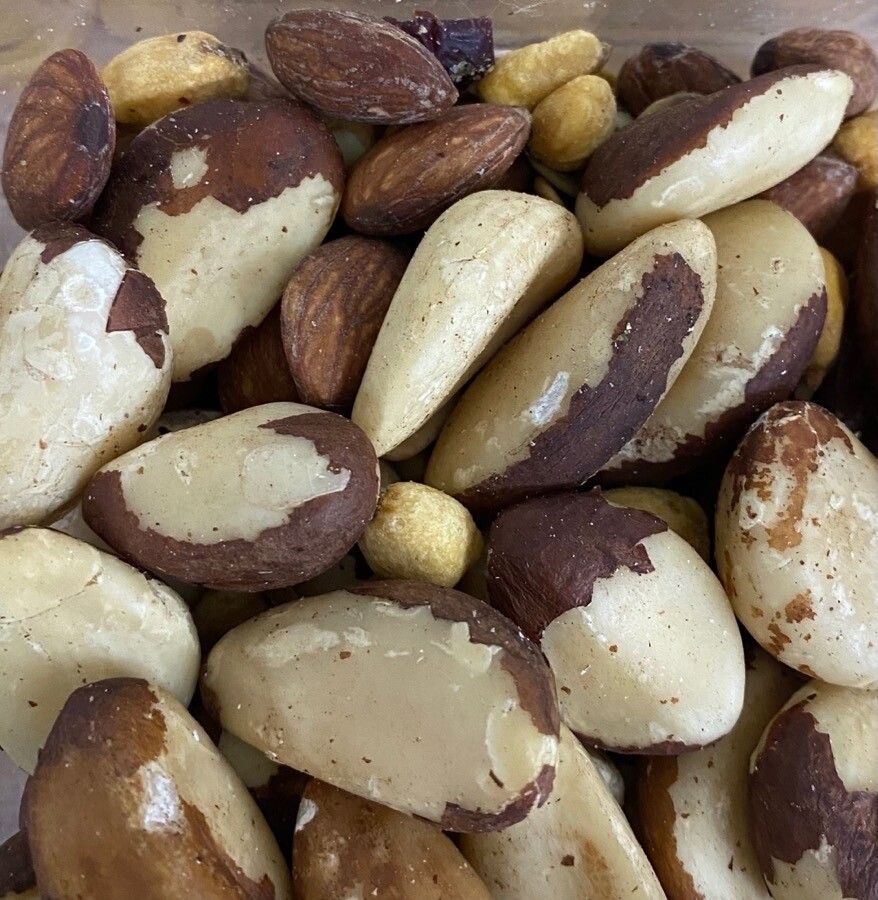 Bertholletia excelsa — large blooms houseplant