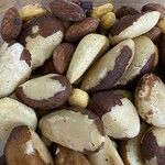 Bertholletia excelsa