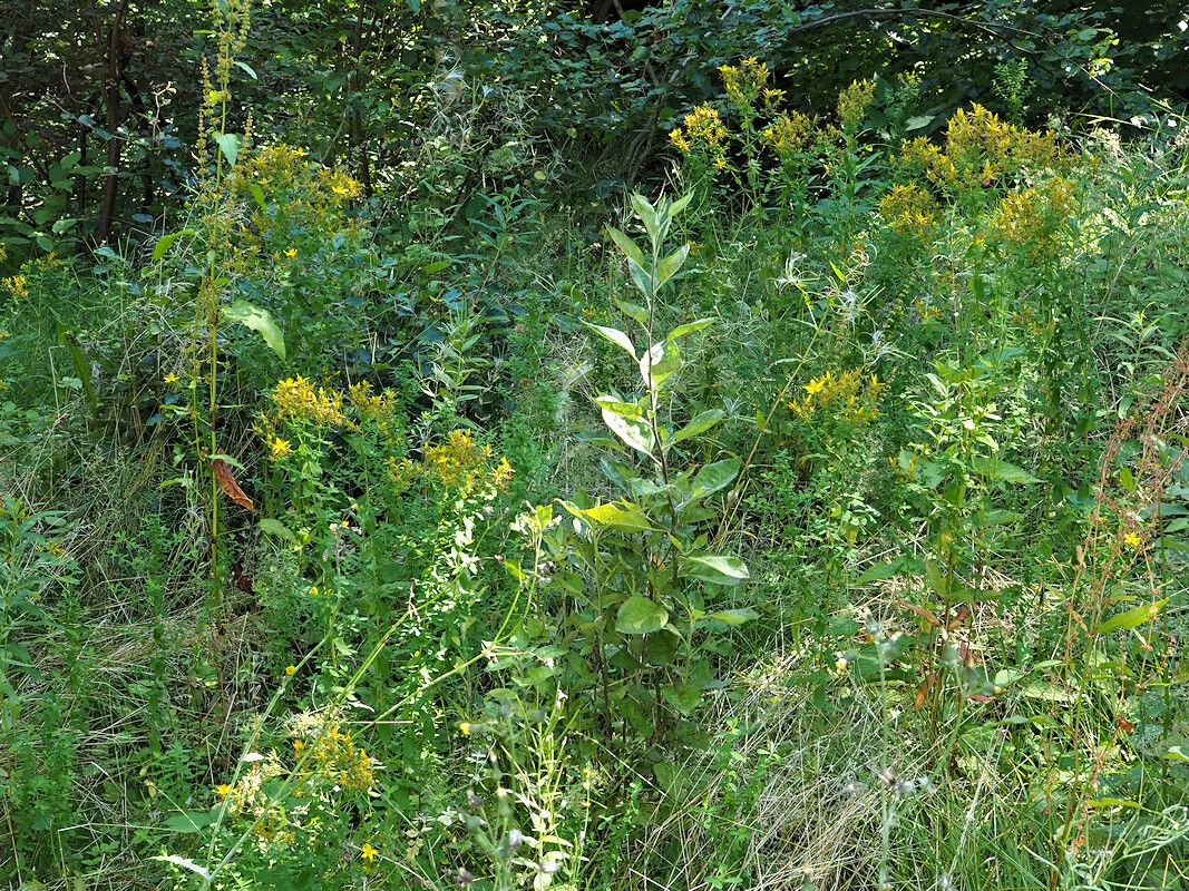 Hypericum x desetangsii habit