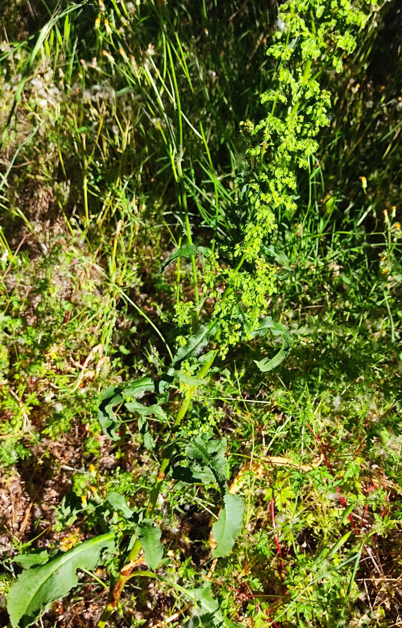 Galium × pomeranicum habit