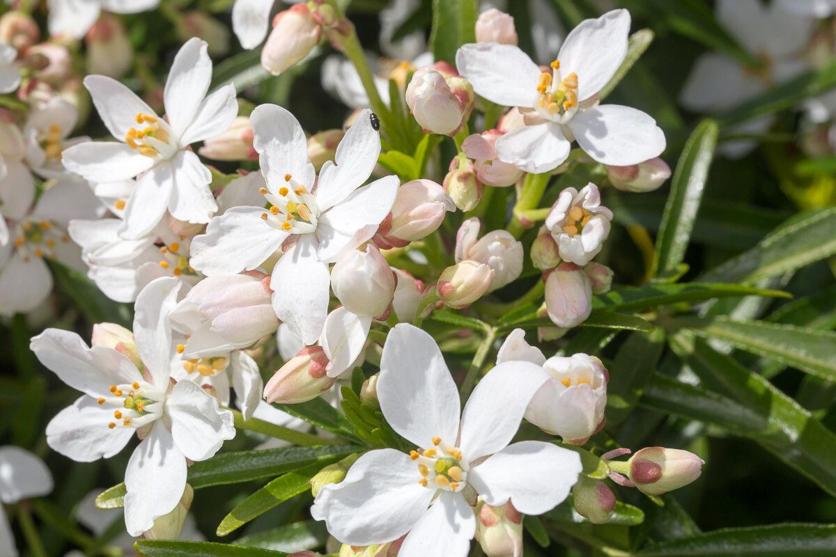Choisya dumosa flower