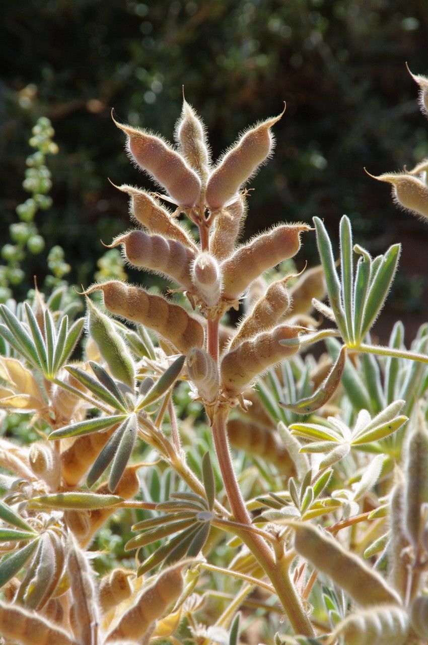 Lupinus digitatus fruit