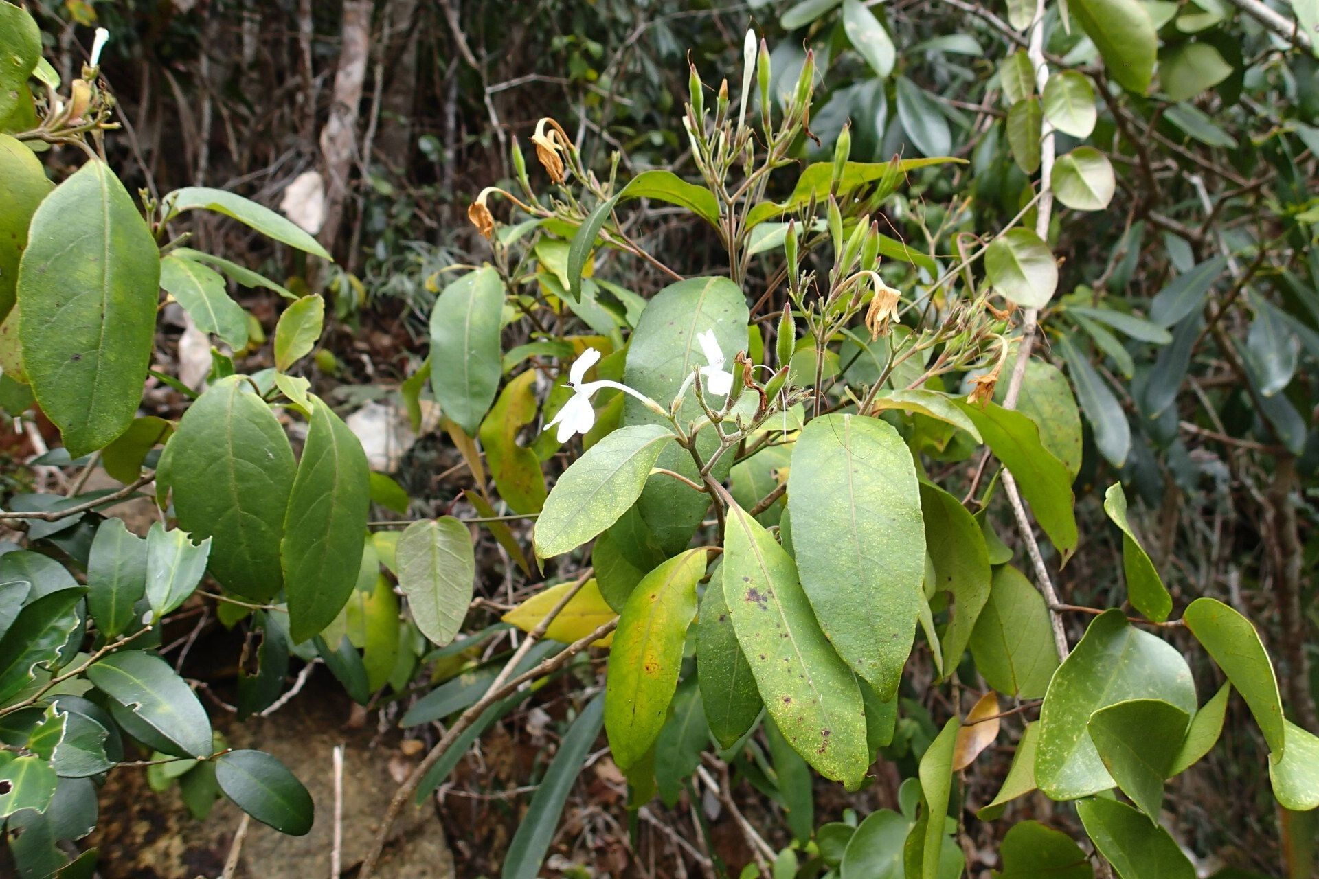 Pseuderanthemum comptonii habit