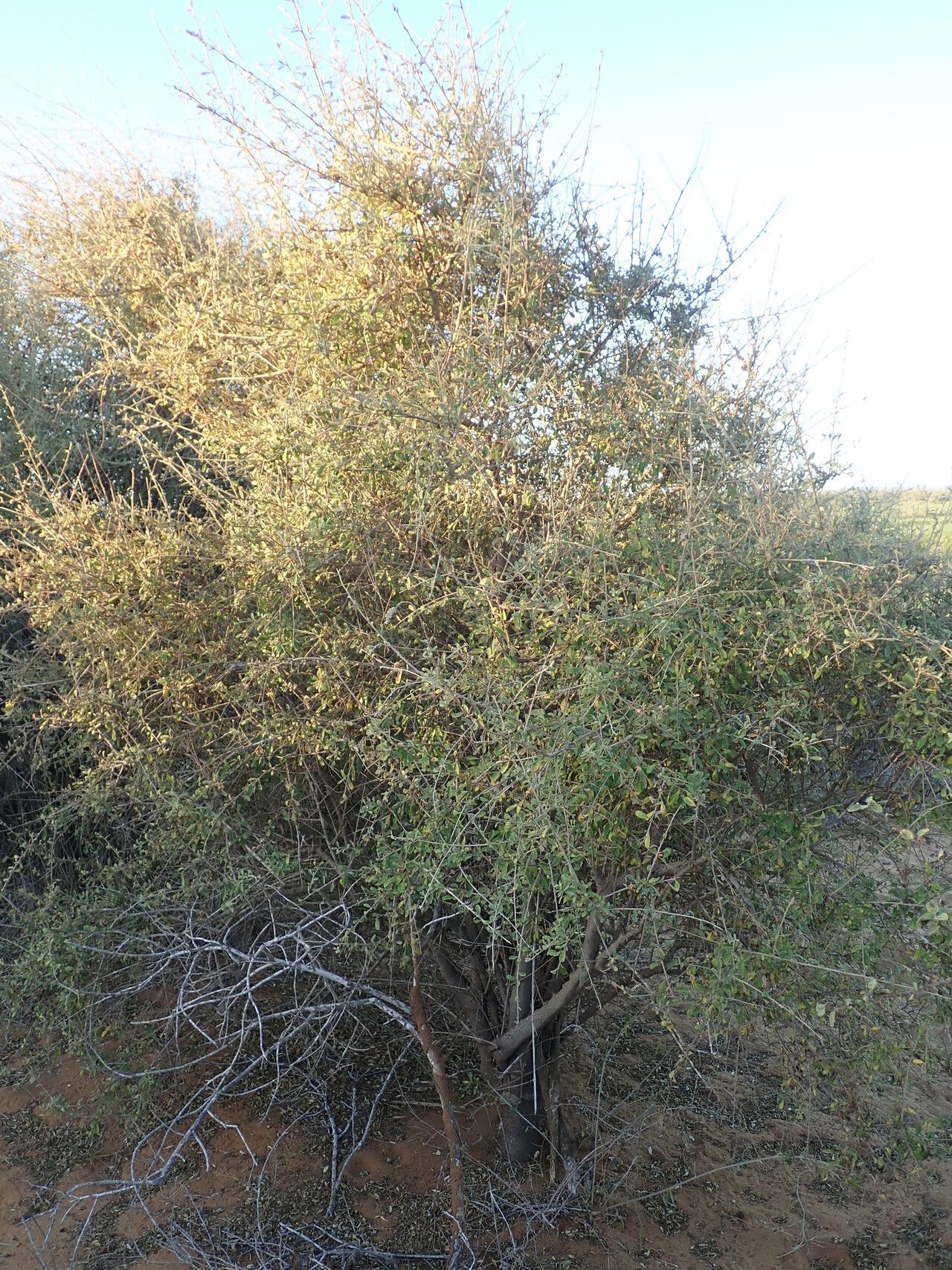 Ouret coriacea habit