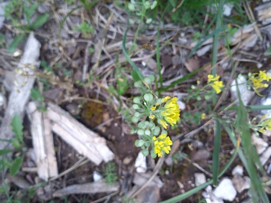 Alyssum alpestre fruit