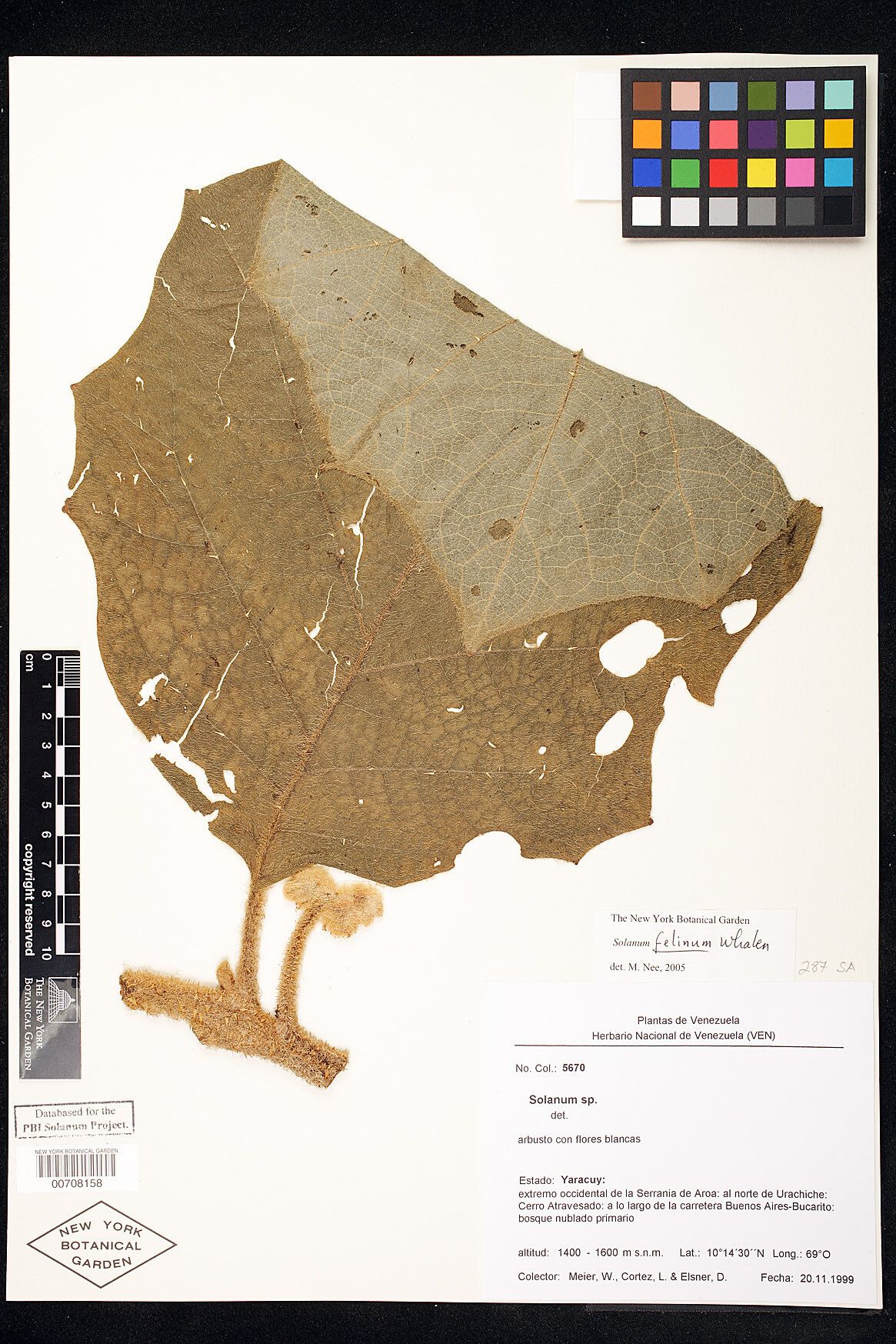 Solanum felinum — houseplant care guide