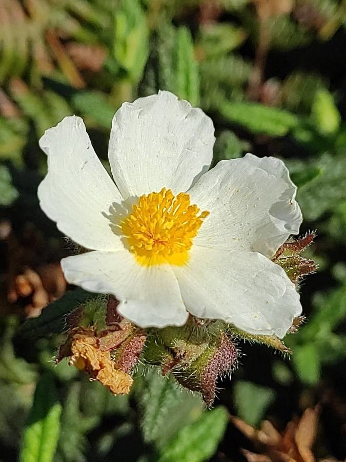 Cistus psilosepalus flower