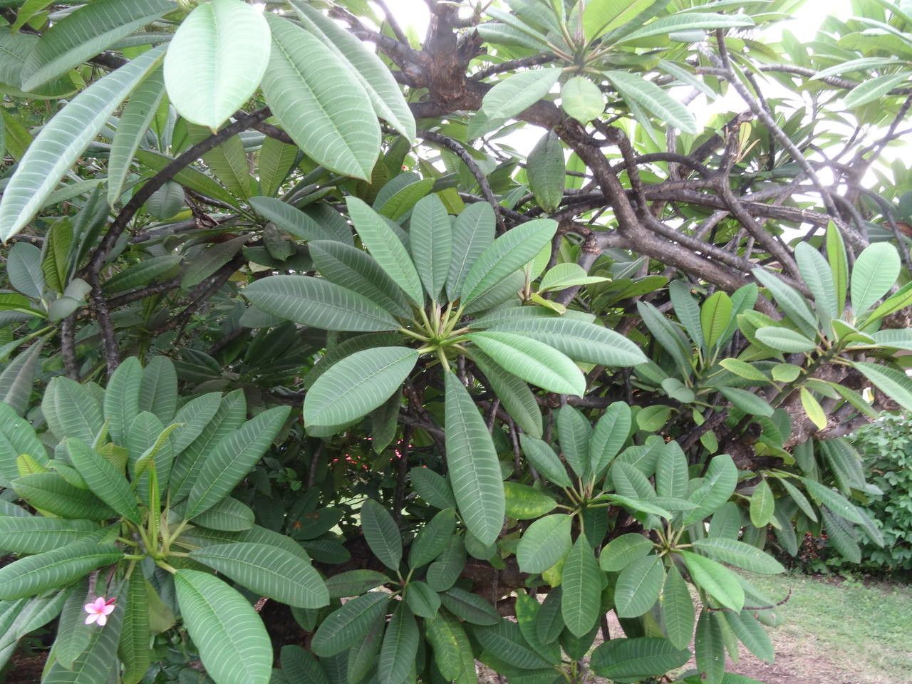 Plumeria spp. — search result for 'Plumeria'