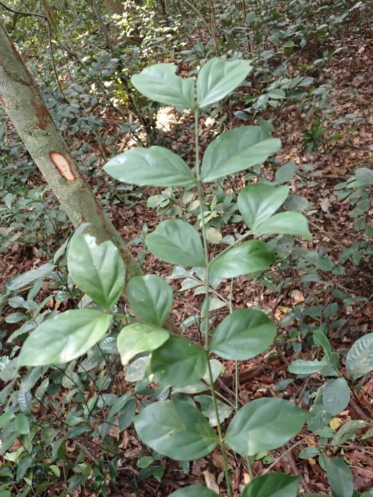 Psydrax gilletii — houseplant care guide