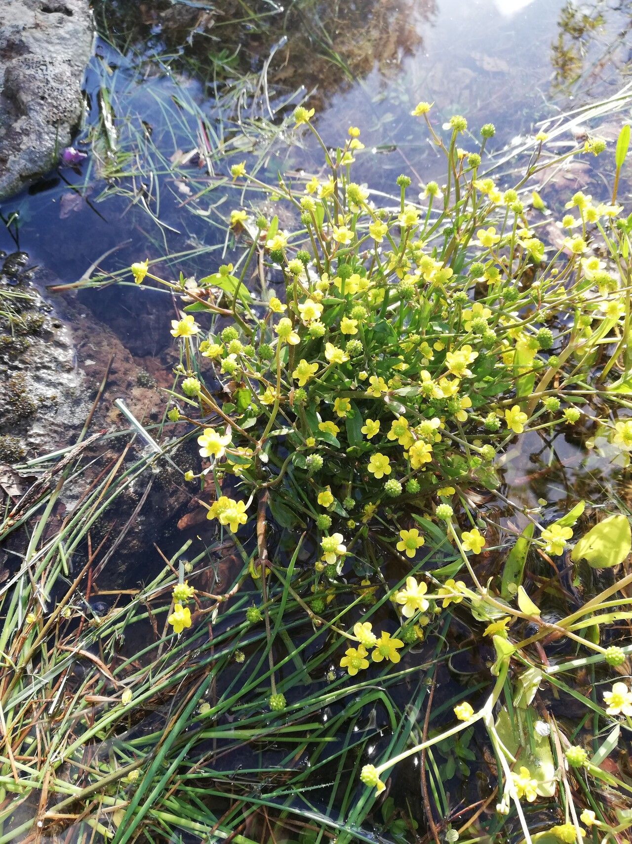 Ranunculus revelierei — houseplant care guide