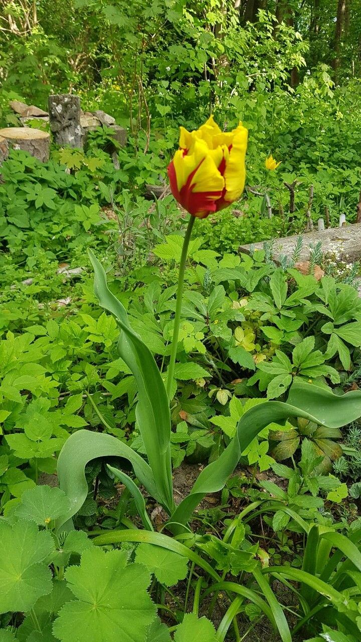 Tulipa grengiolensis habit