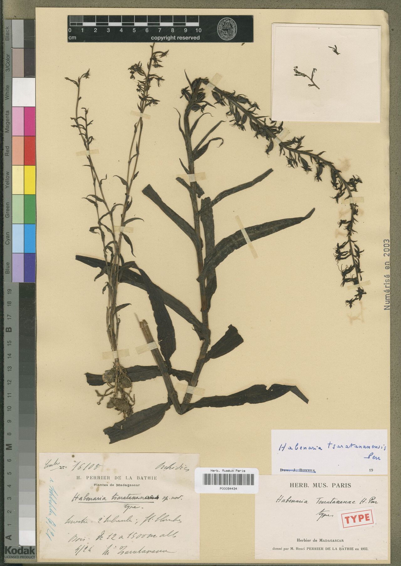 Habenaria tsaratananensis — houseplant care guide