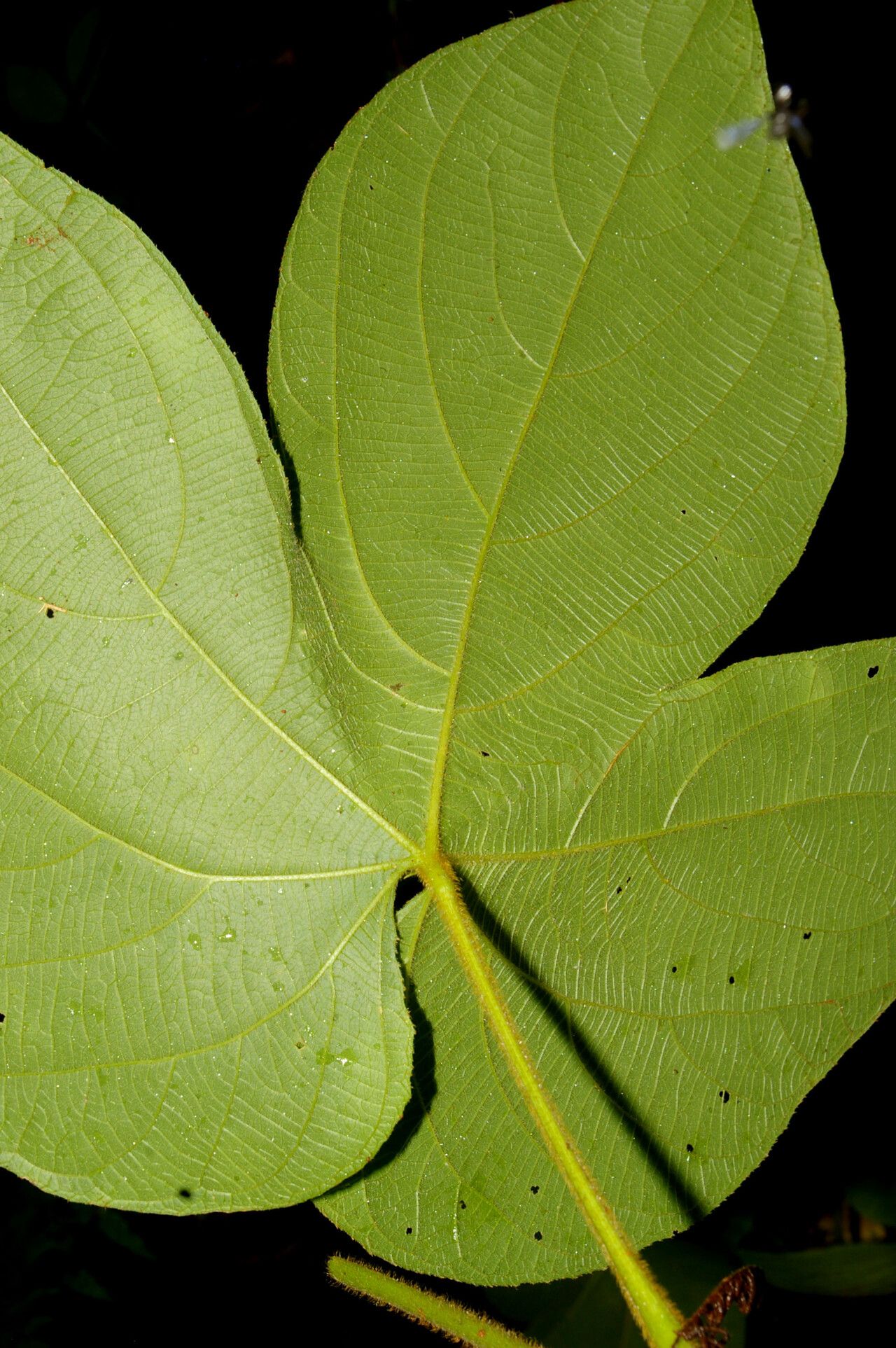 Dalechampia osana leaf