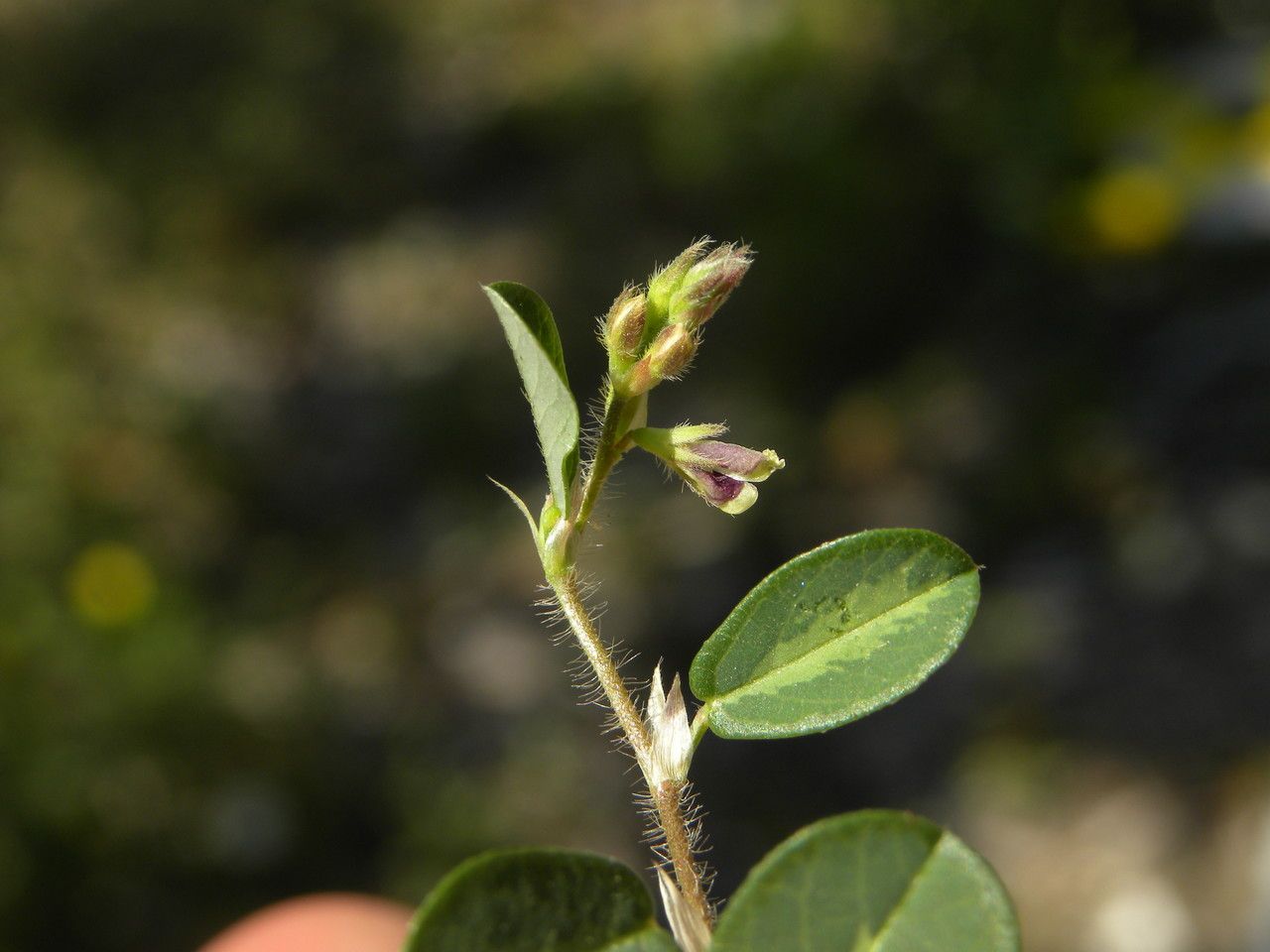 Alysicarpus monilifer other