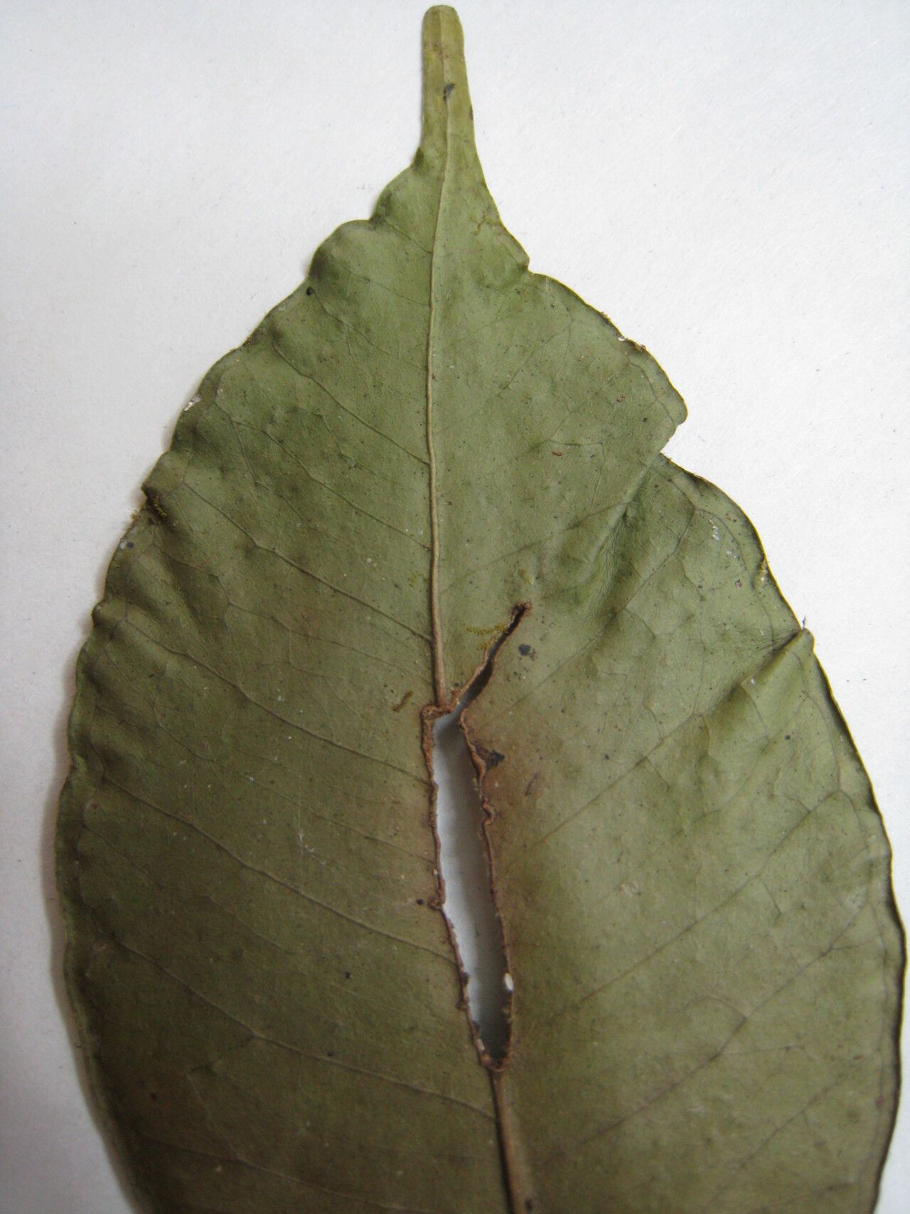 Eugenia pseudopsidium other