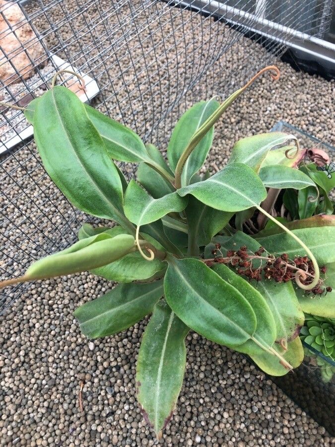 Nepenthes mirabilis leaf