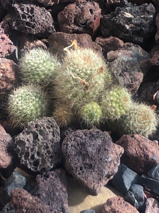 Rebutia fiebrigii — houseplant care guide