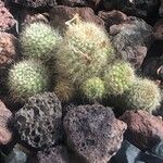 Rebutia fiebrigii