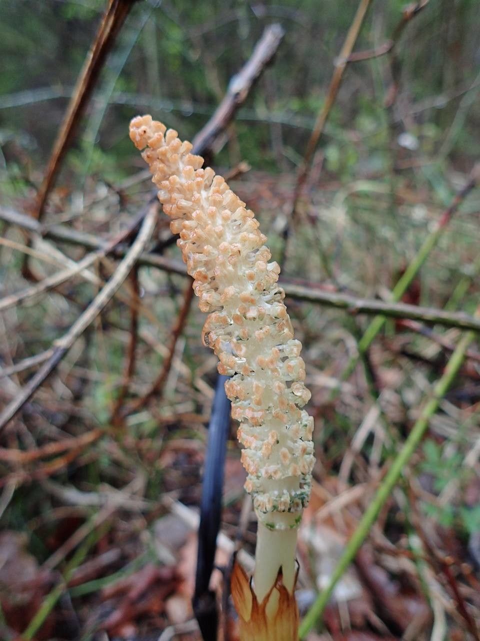 Equisetum telmateia fruit