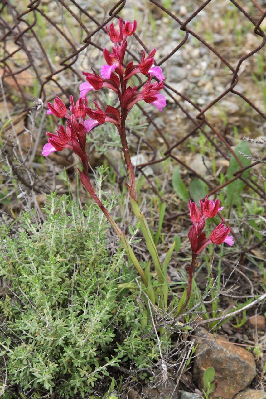 Anacamptis papilionacea habit