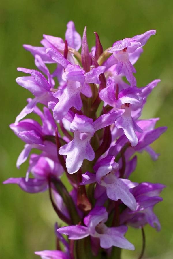 Dactylorhiza kalopissii — search result for 'Dactylorhiza'