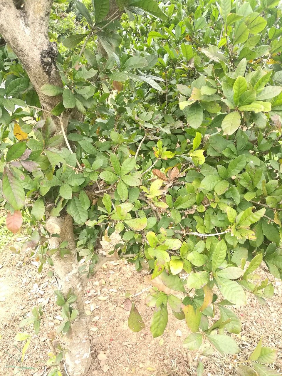 Synsepalum dulcificum — unique fruits houseplant