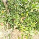 Synsepalum dulcificum