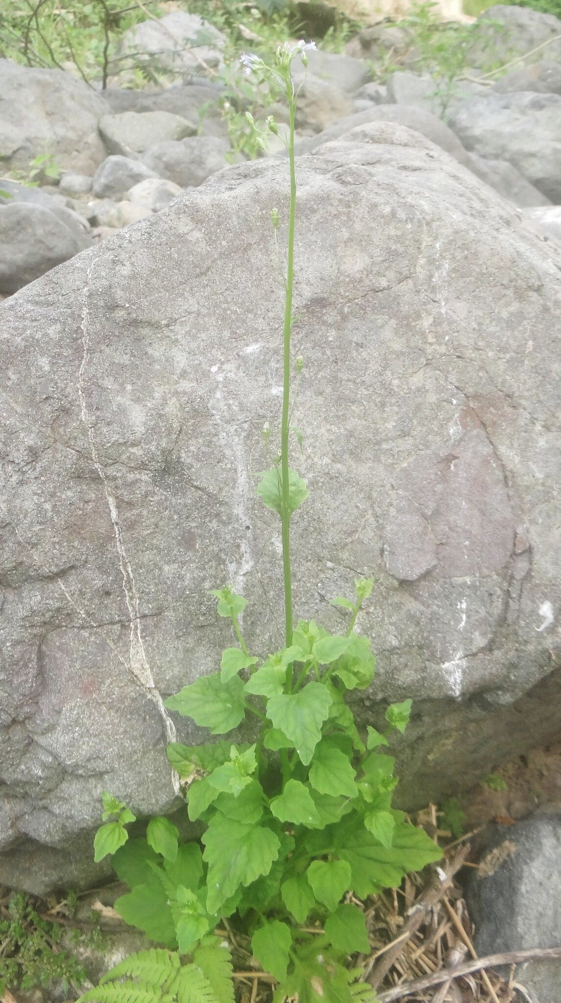 Lobelia cliffortiana habit