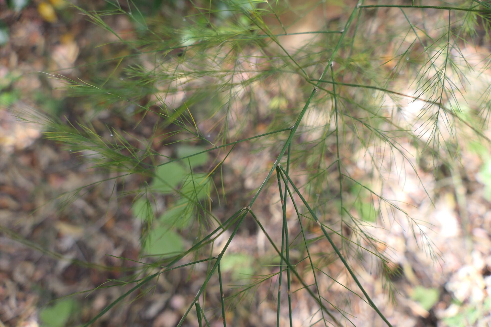 Asparagus virgatus — houseplant care guide