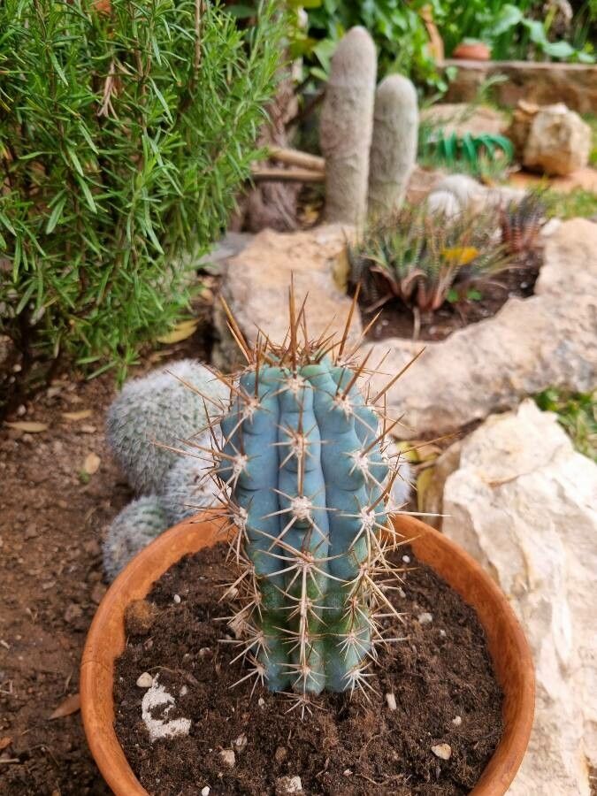 Browningia hertlingiana bark