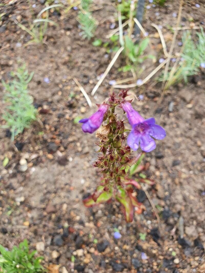 Penstemon virens flower