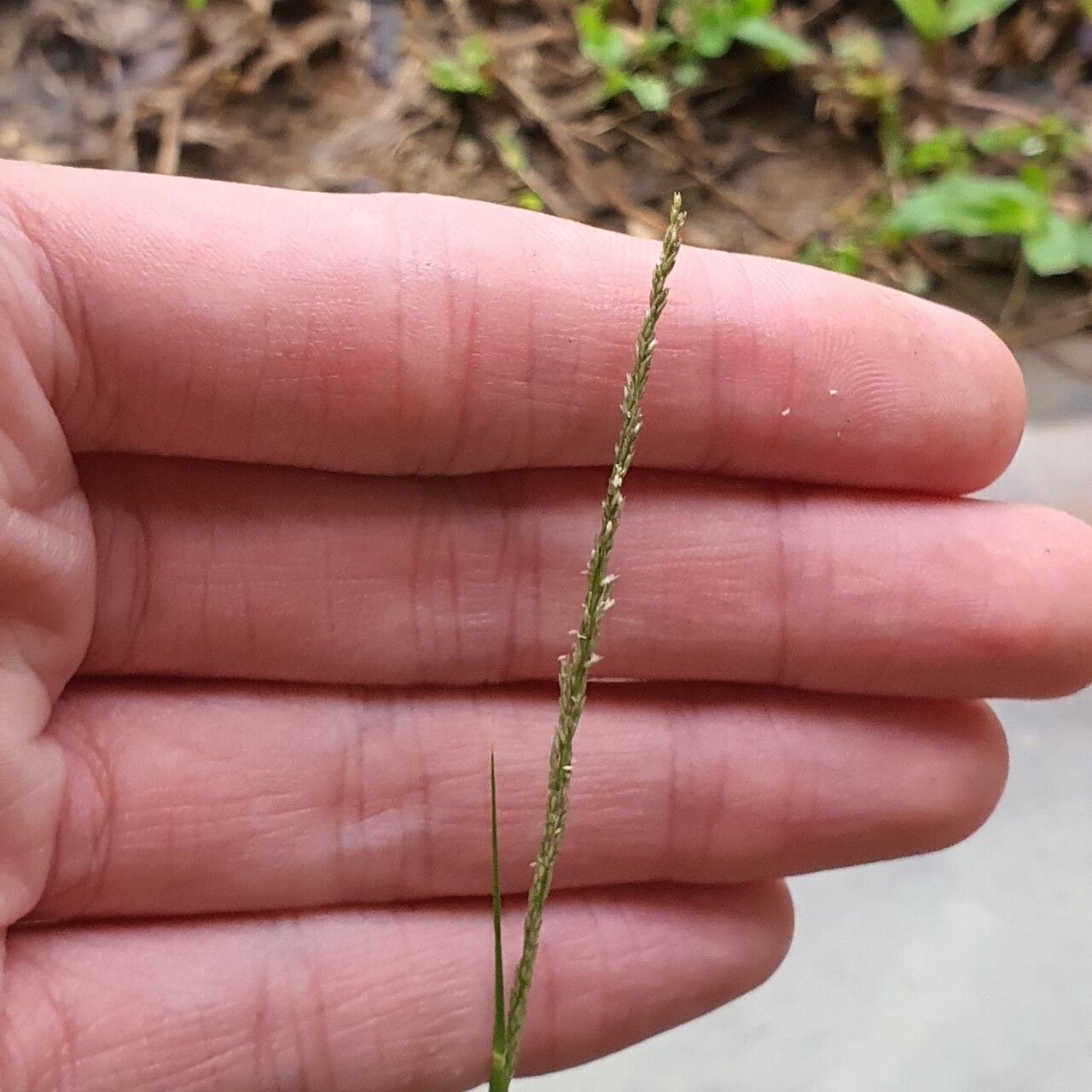 Sporobolus fertilis flower