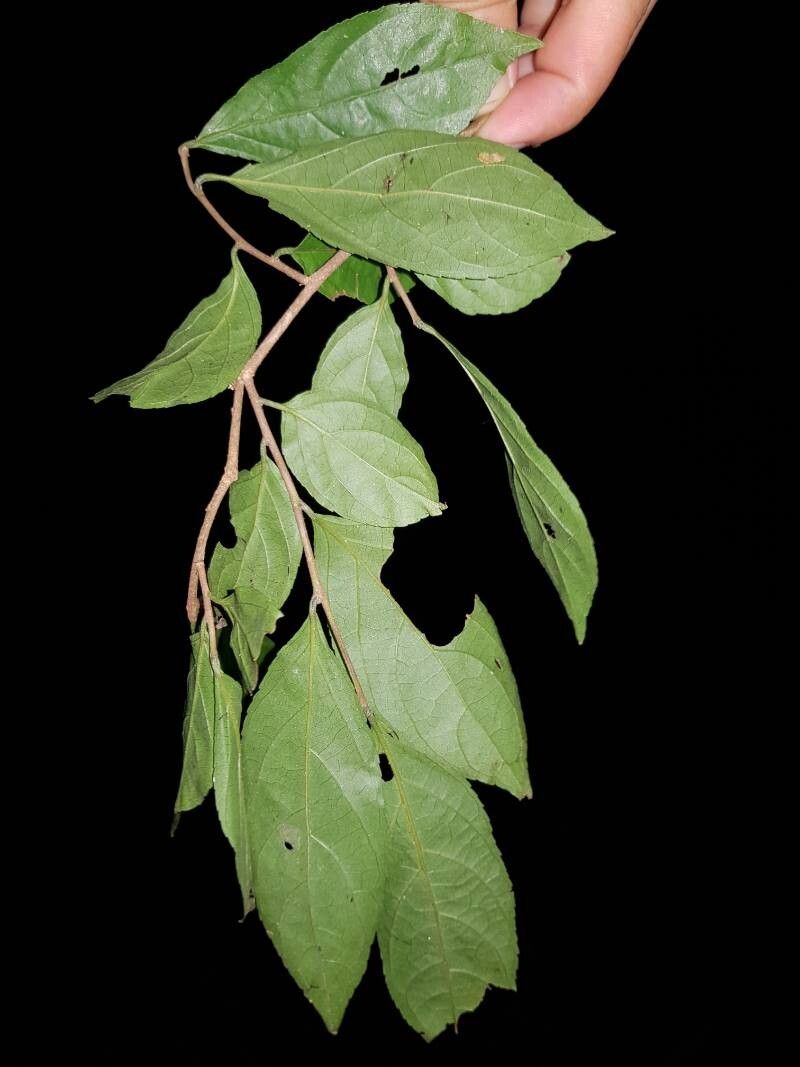 Casearia aculeata leaf