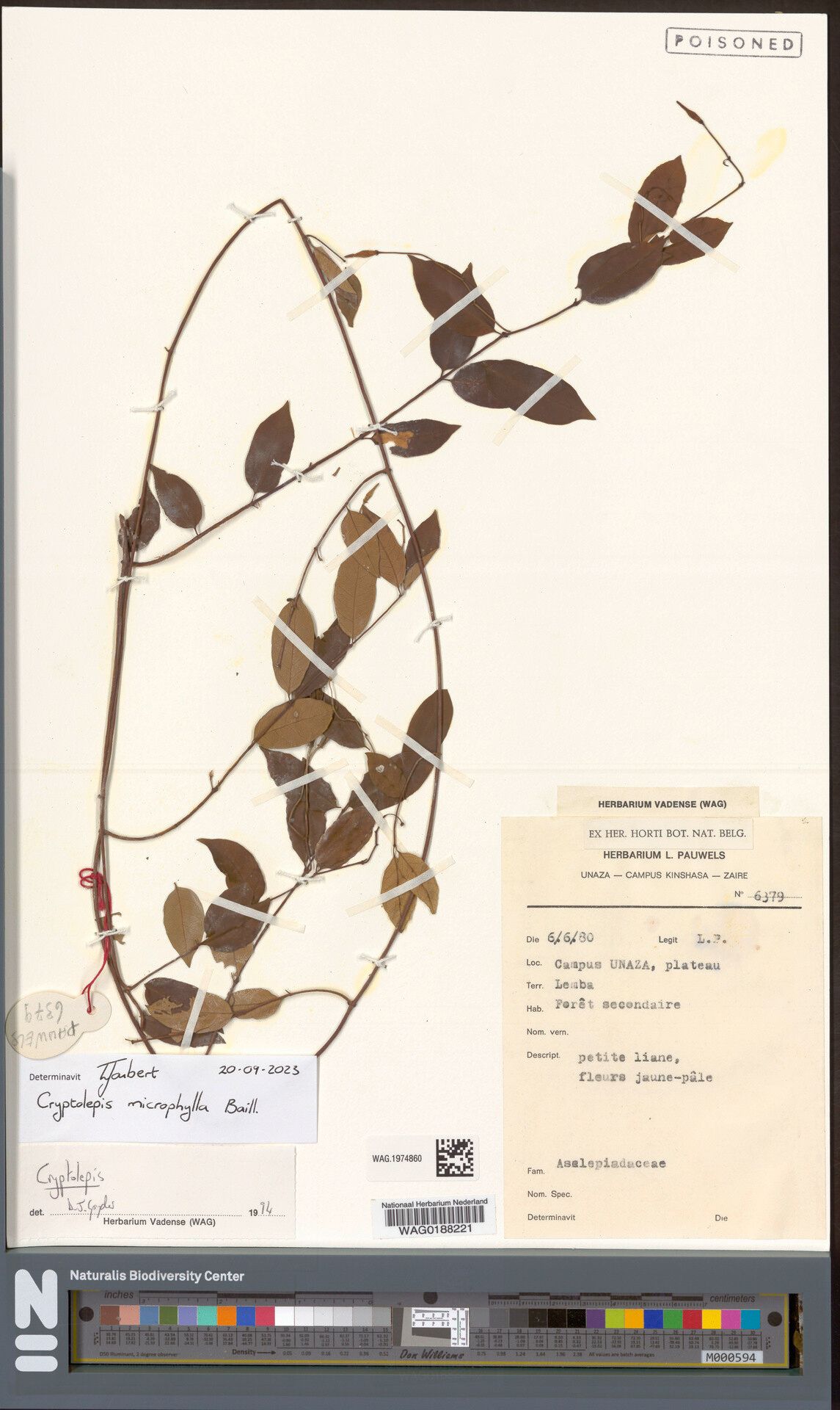 Cryptolepis microphylla — houseplant care guide