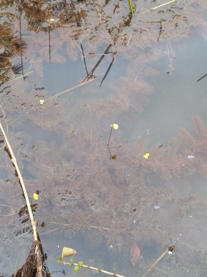 Utricularia foliosa flower