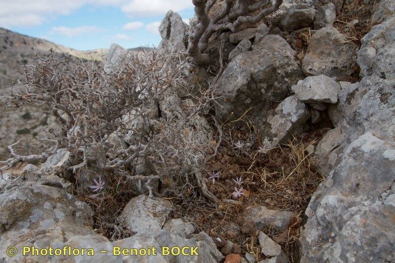 Colchicum pusillum bark