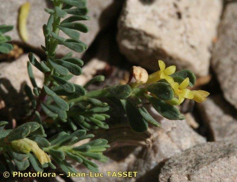 Thymelaea granatensis other