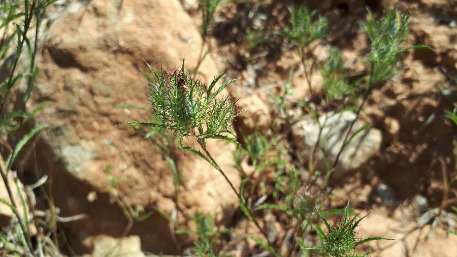 Atractylis cancellata flower