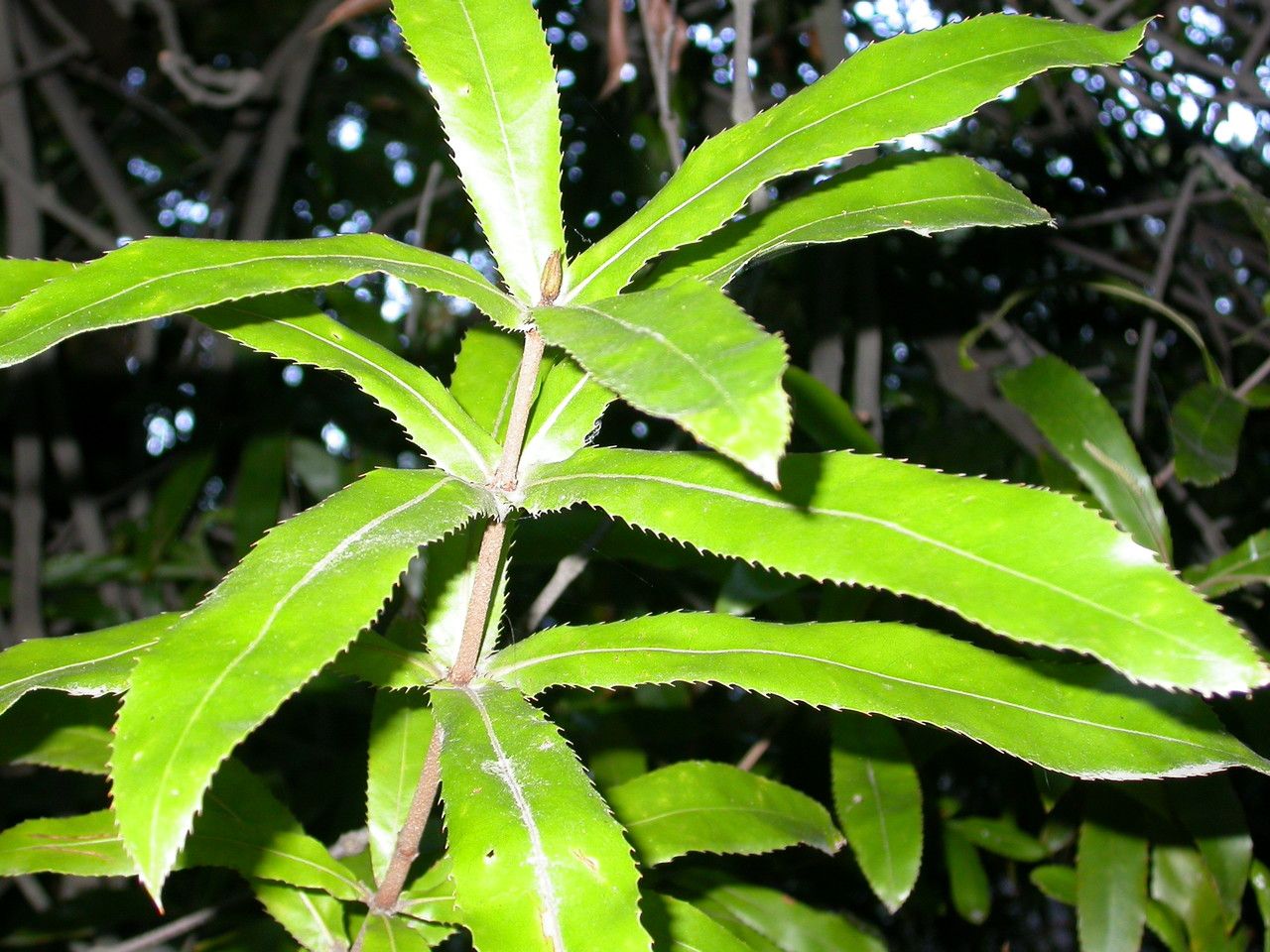 Macadamia tetraphylla leaf