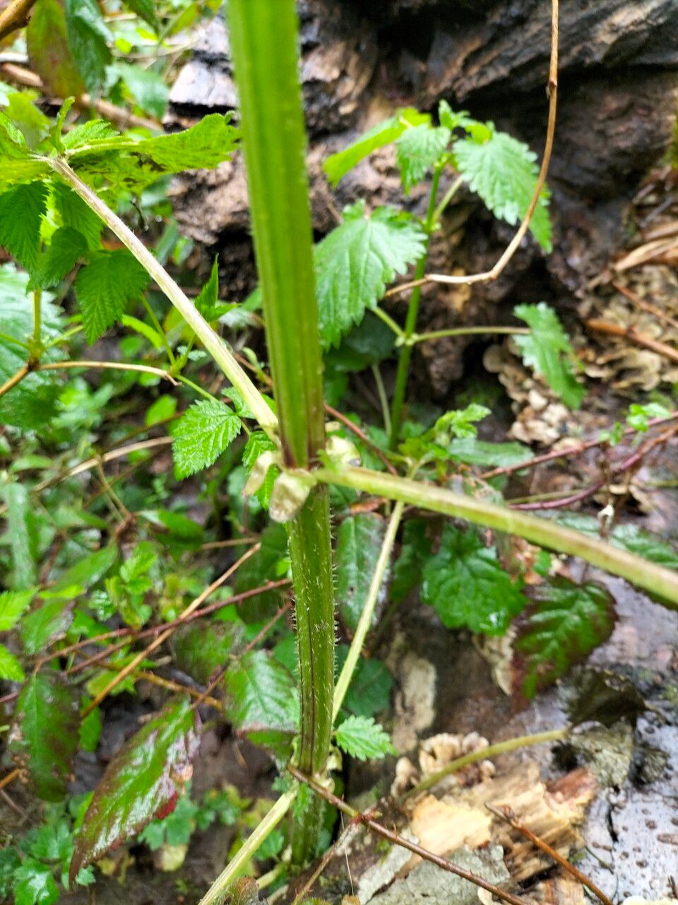Stachys chamissonis bark