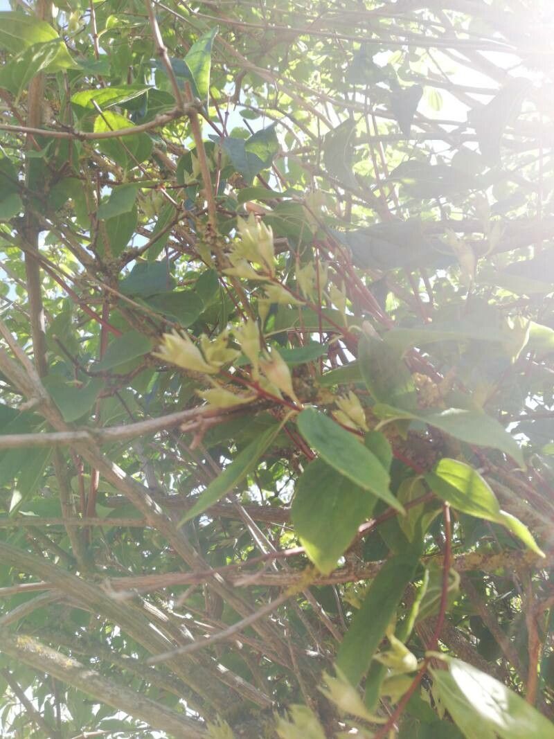 Philadelphus delavayi flower