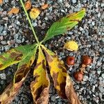 Aesculus hippocastanum