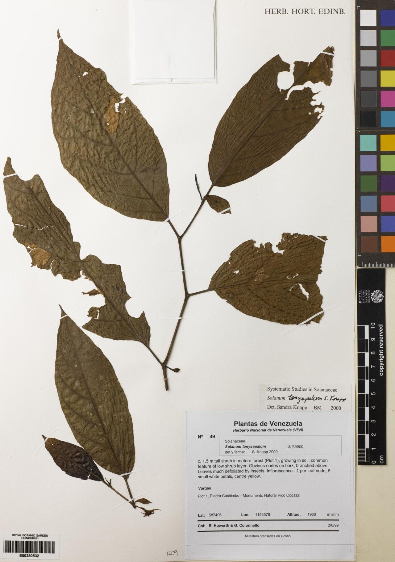 Solanum cyaneopurpureum — houseplant care guide