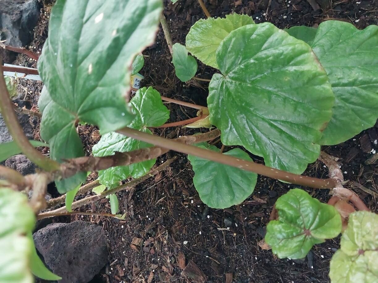 Begonia baccata other