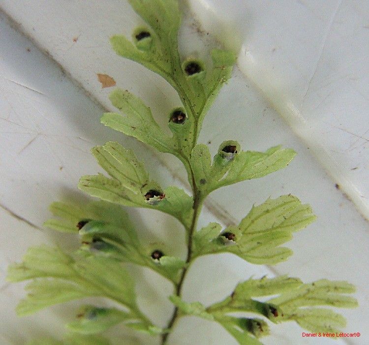 Hymenophyllum deplanchei — houseplant care guide