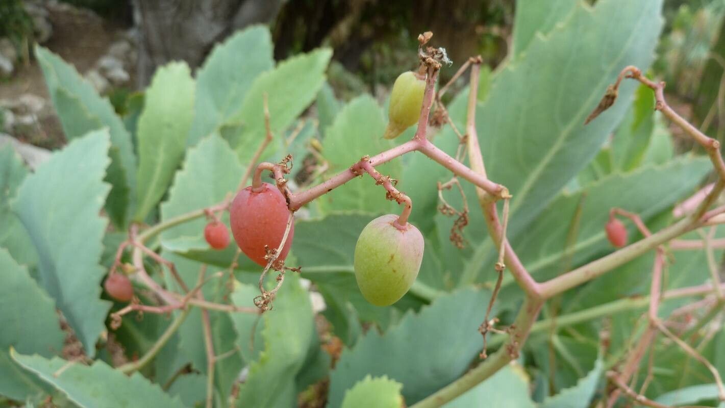 Cyphostemma juttae fruit