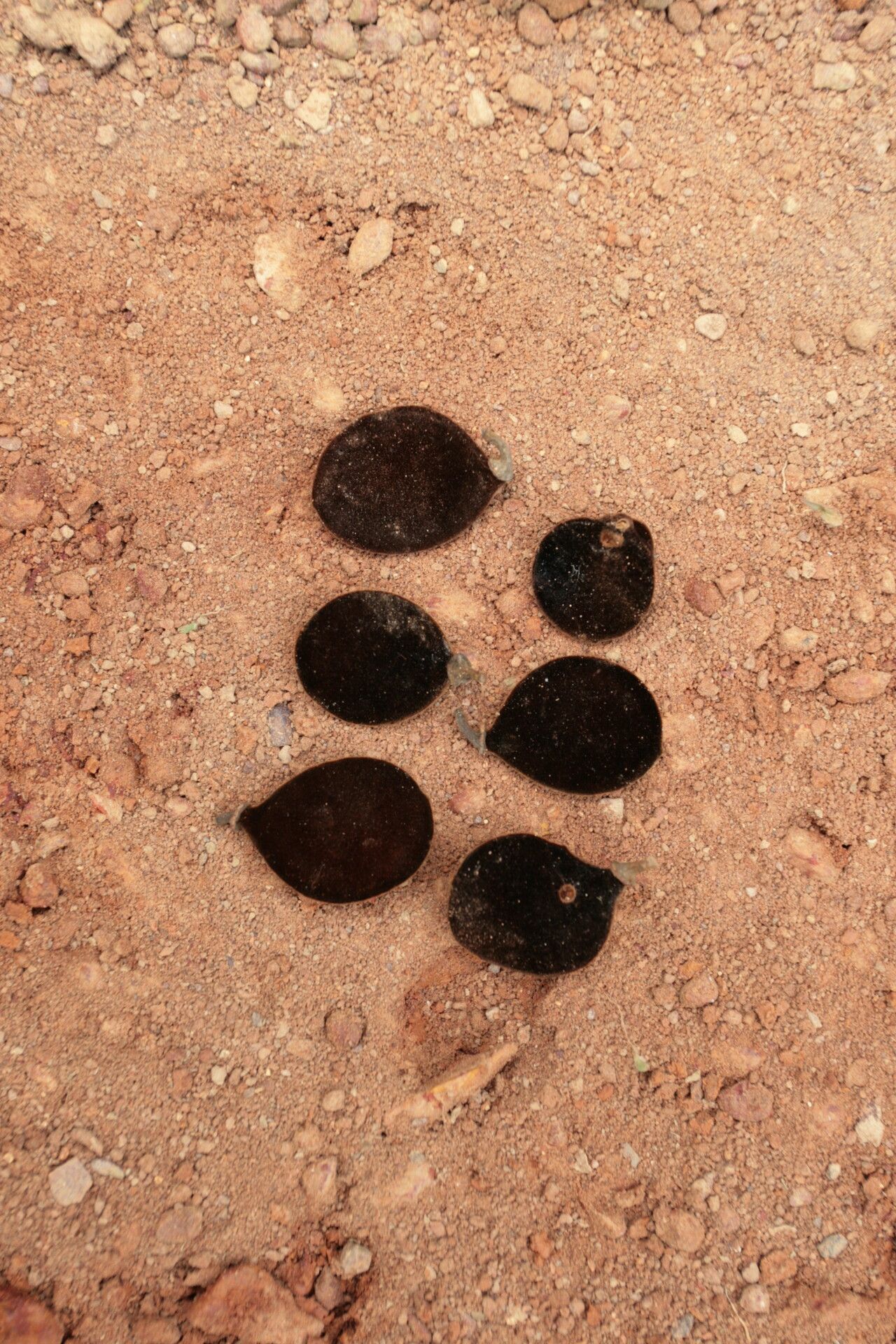 Dialium lopense fruit