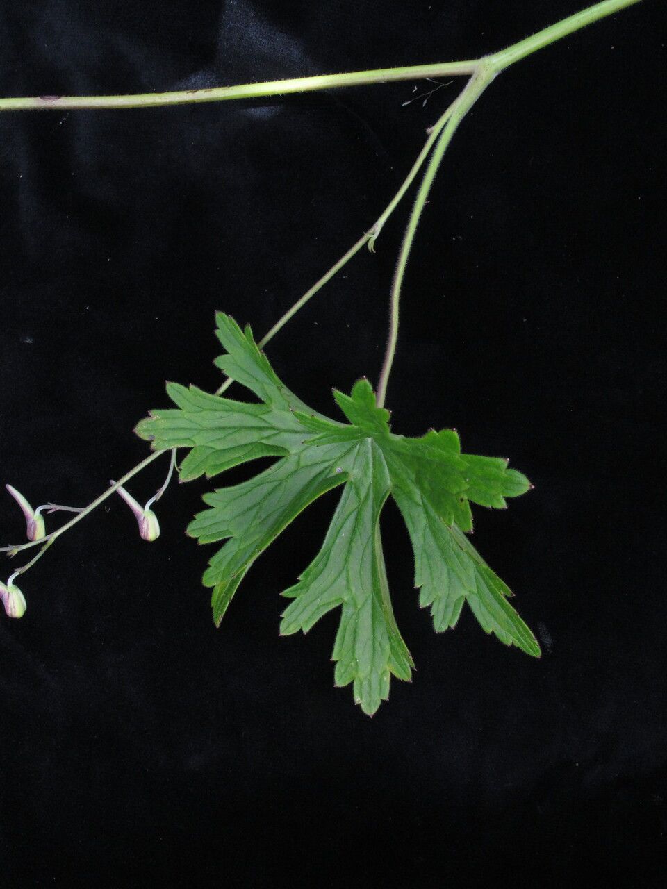 Delphinium stapeliosmum habit